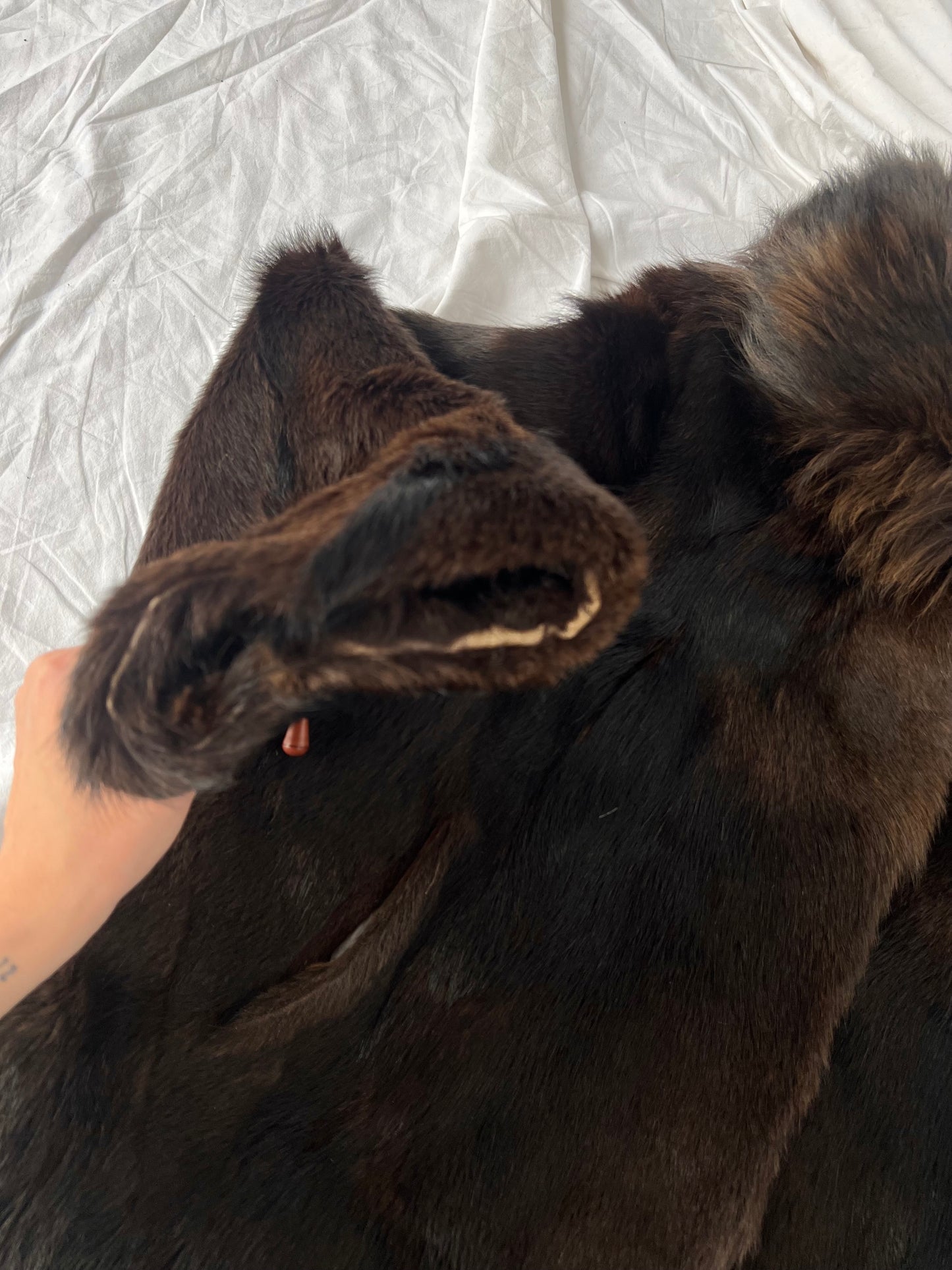 Natural brown fur